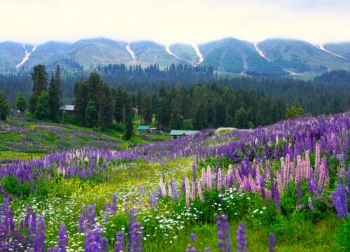 Kashmir Luxuary Package 7 Days 6 Nights